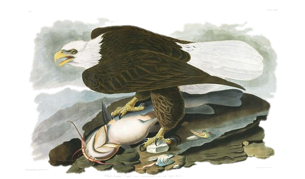 Bald Eagle — Audubon