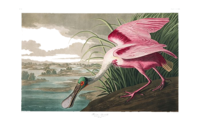 Roseate Spoonbill — Audubon