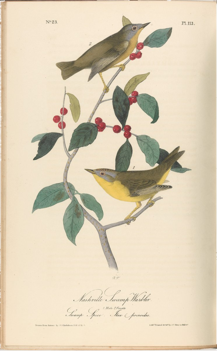 Swamp Warbler — Audubon